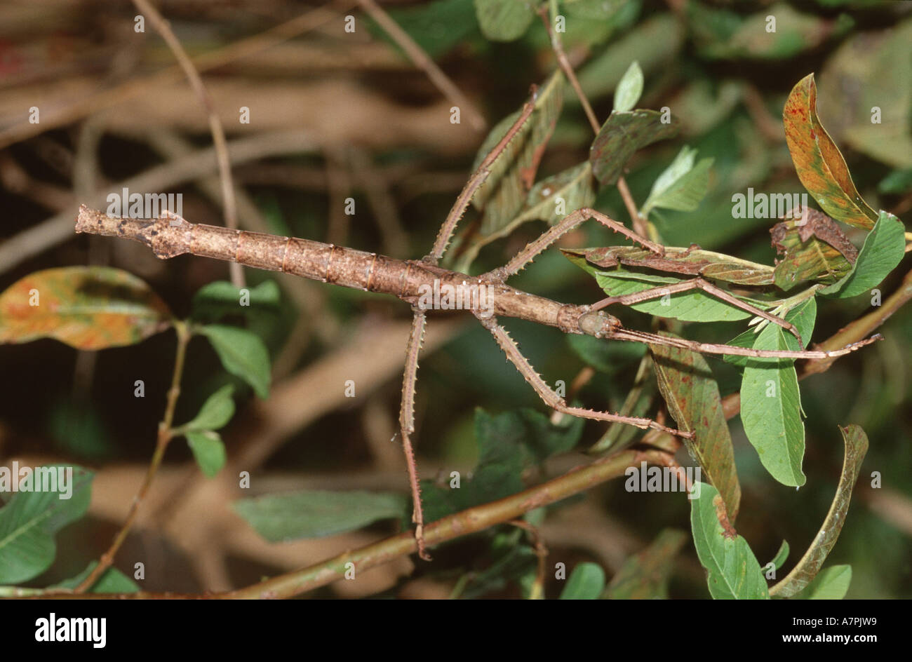 Stick insects madagascar hi-res stock photography and images - Alamy
