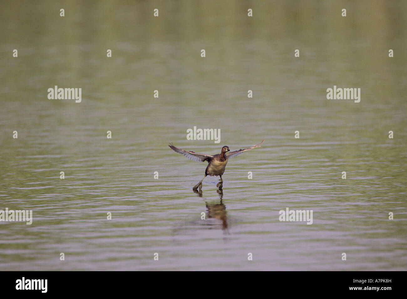 Little Grebe taking off from a large open water body Rondebult Bird Sanctuary Gauteng South Africa Stock Photo