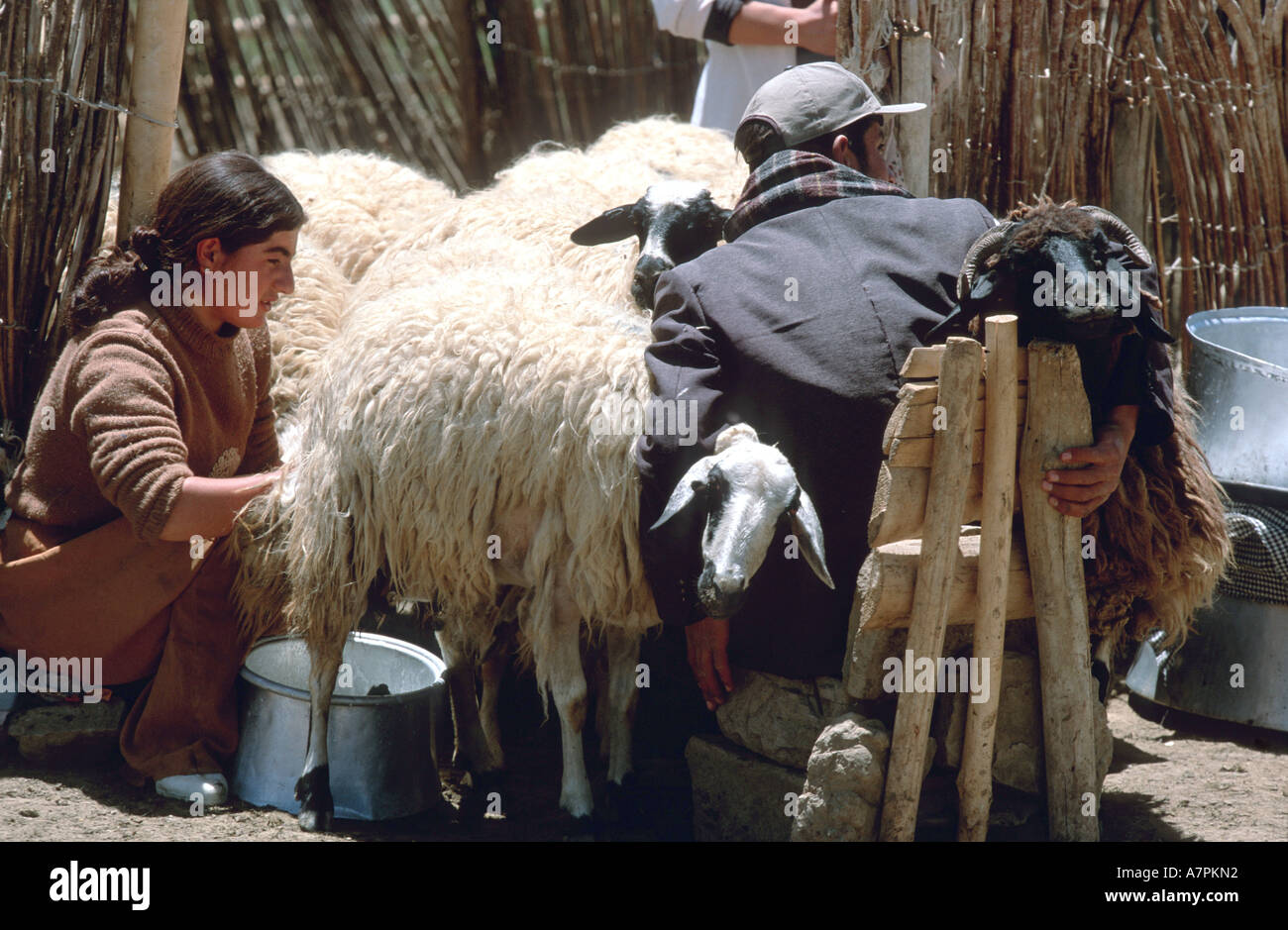 kurdish nomads milking 1sheeps Stock Photo