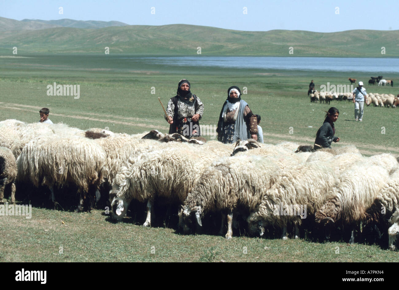 kurdish nomads with herd of sheep Stock Photo