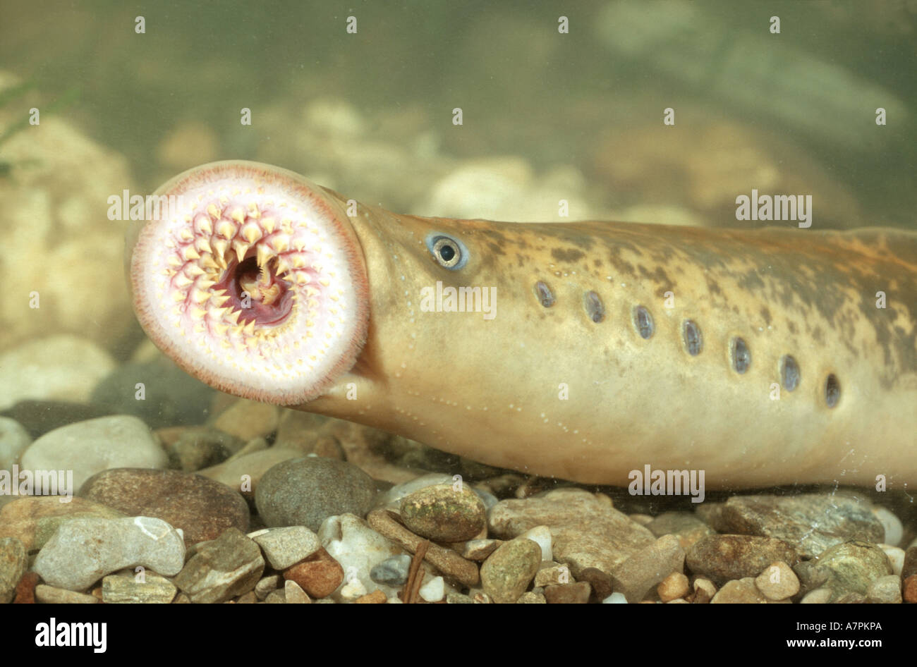 sea lamprey (Petromyzon marinus), swimming over gravel, Germany, Baden-Wuerttemberg Stock Photo