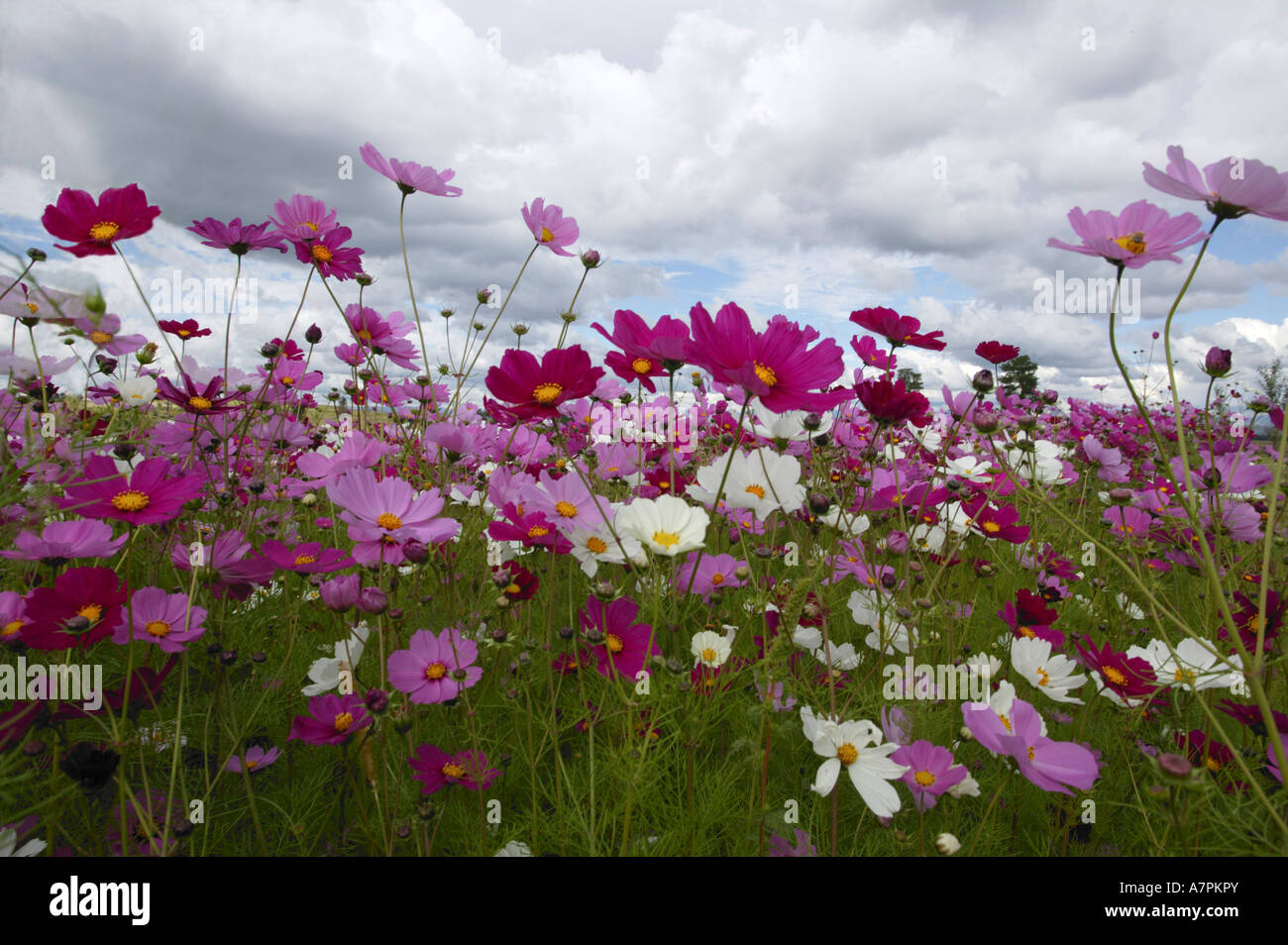 Cosmos flowers growing in a field in the Eastern Free State viewed from a low perspective. South Africa Stock Photo