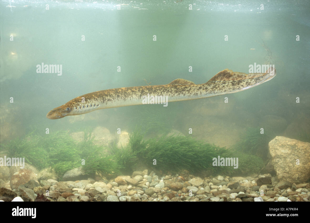 sea lamprey (Petromyzon marinus), swimming over gravel, Germany Stock Photo