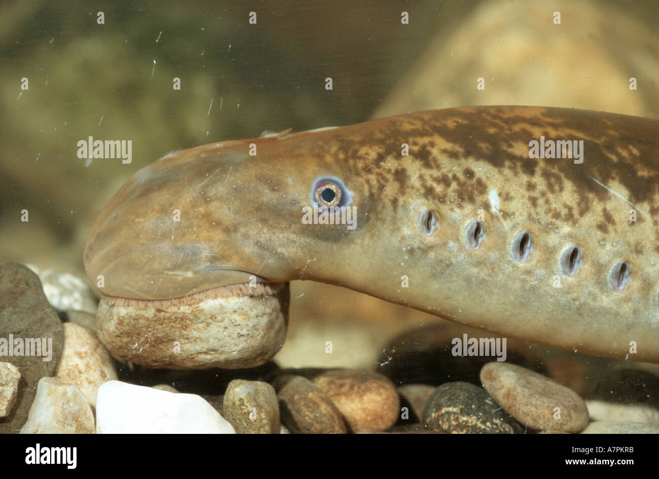 sea lamprey (Petromyzon marinus), portrait, Germany Stock Photo