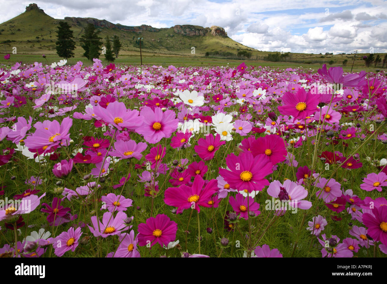Cosmos flowers growing in a field in the Eastern Free State South