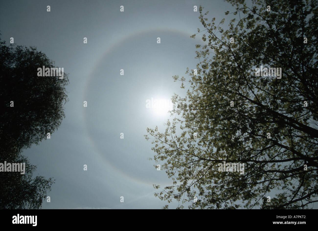 sunhalo, Germany, Bavaria Stock Photo