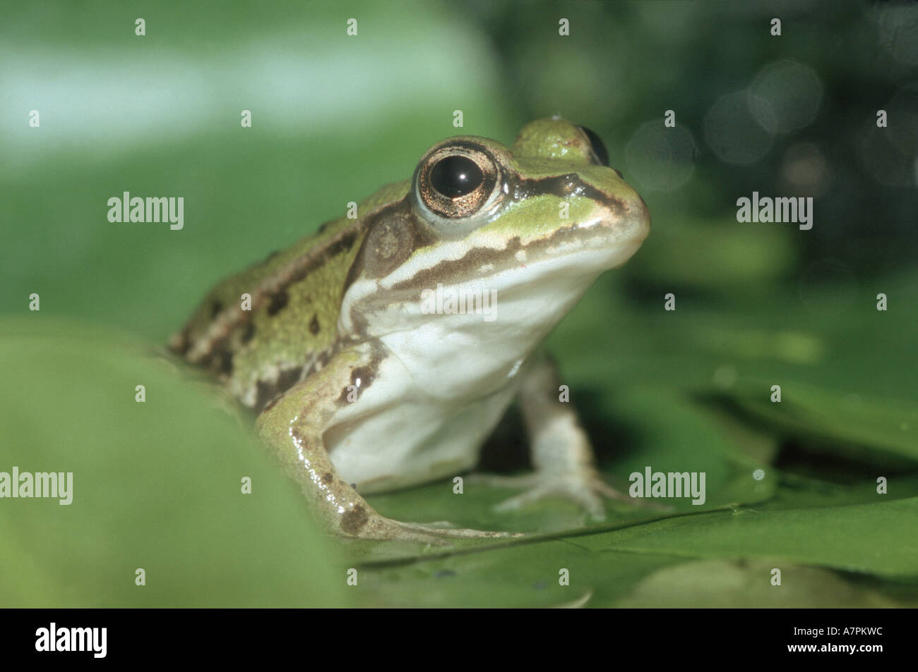 Frog on hi-res stock photography and images - Alamy