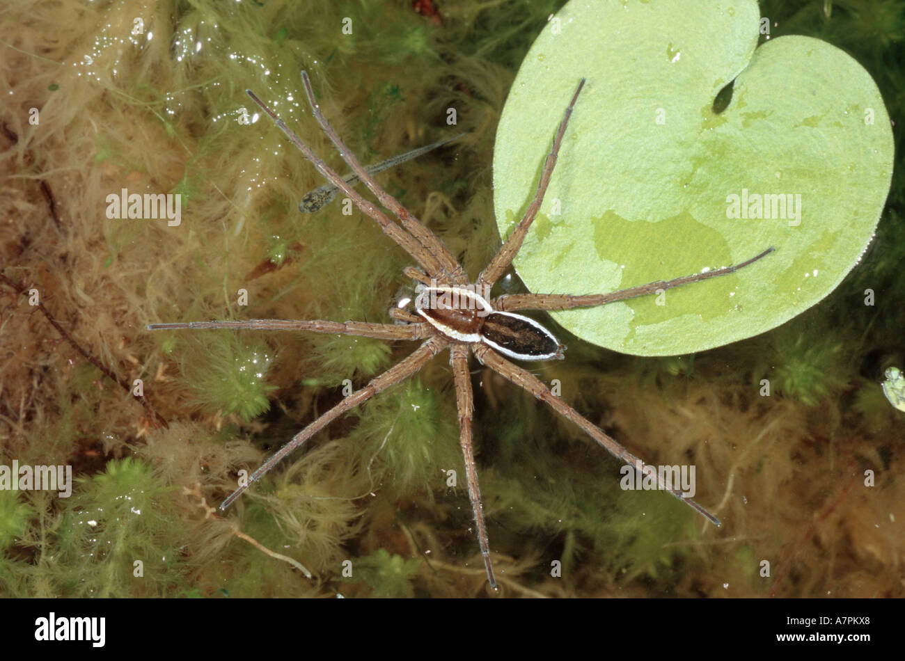 fen raft spider, great raft spider (Dolomedes plantarius), on water, Germany, Bavaria Stock Photo