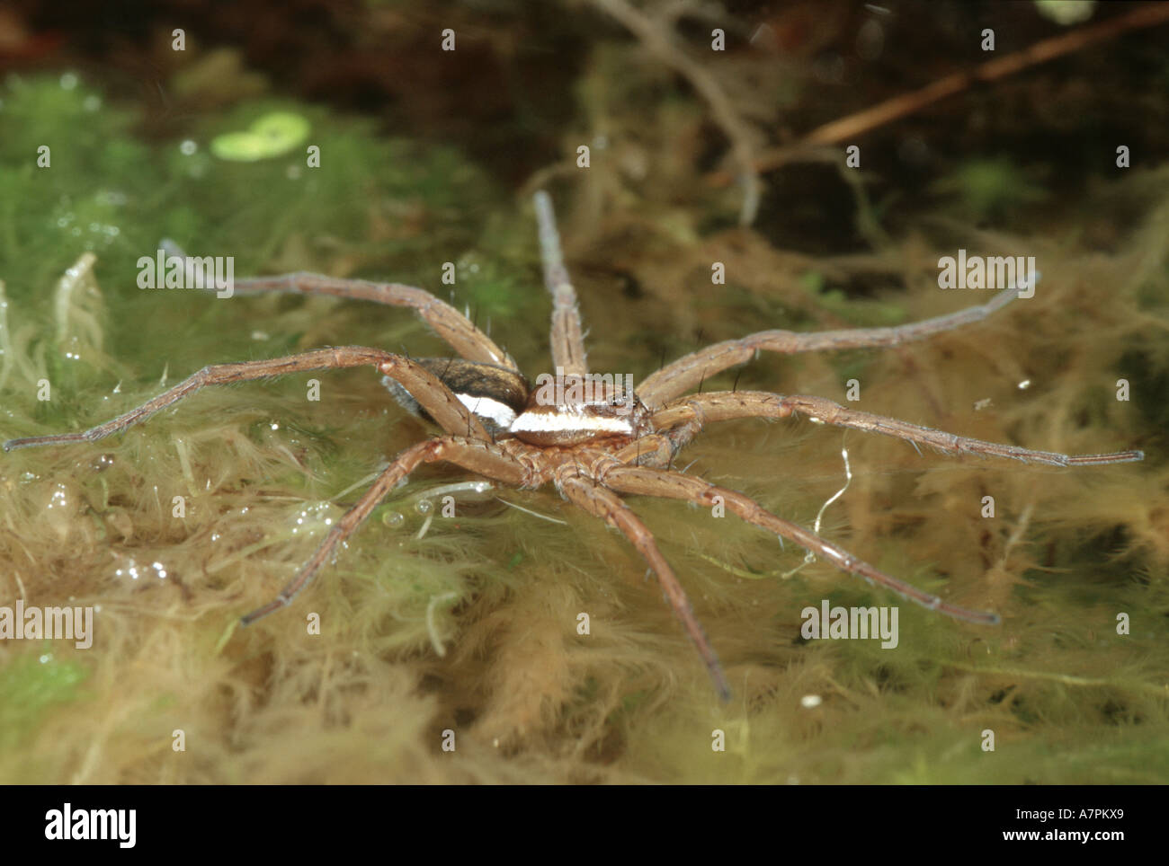 fen raft spider, great raft spider (Dolomedes plantarius), on water, Germany, Bavaria Stock Photo