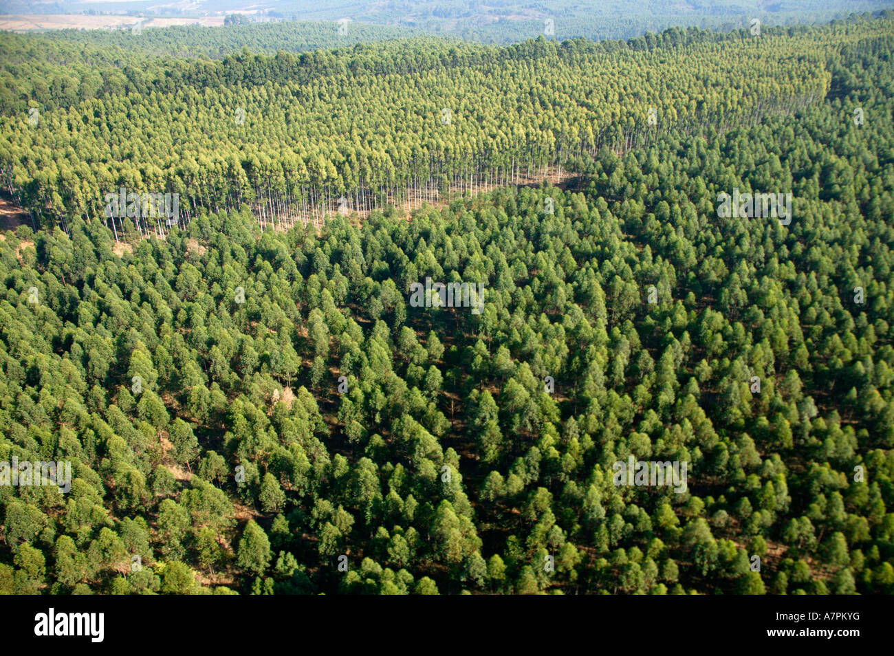 Aerial view of eucalyptus grandis or saligna trees in a commercial forestry plantation in South Africa Mpumalanga South Africa Stock Photo