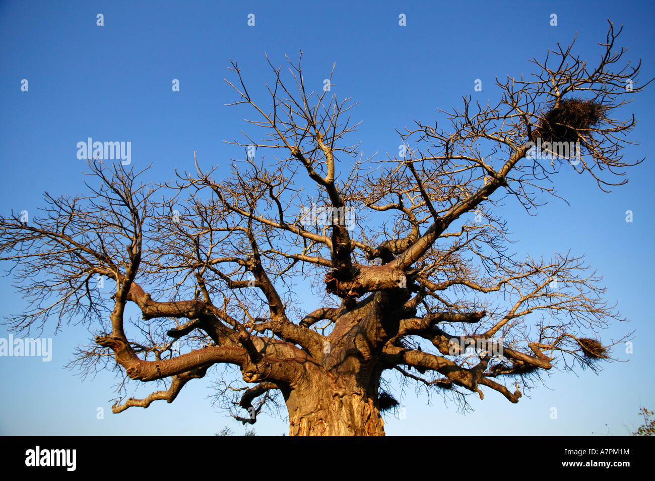 A Baobab tree Adansonia digitata with buffalo weavers nests in its branches Kruger National Park Stock Photo