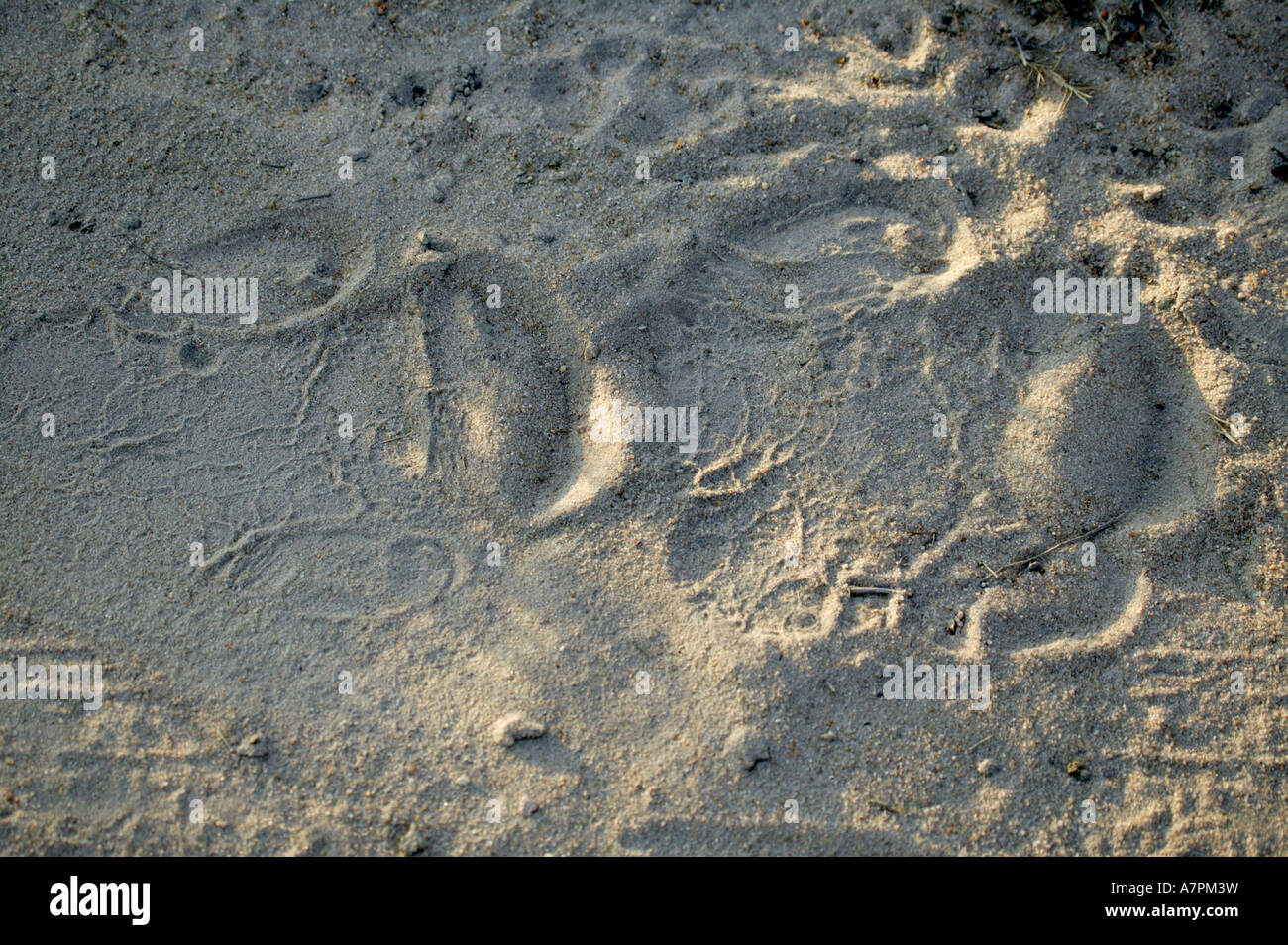 Rhino tracks hotsell