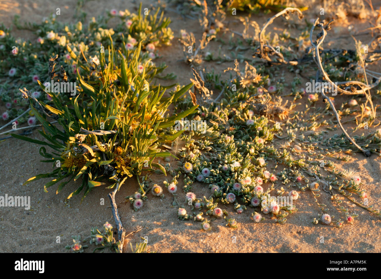 Yellow flowers in kgalagadi transfrontier hires stock photography and