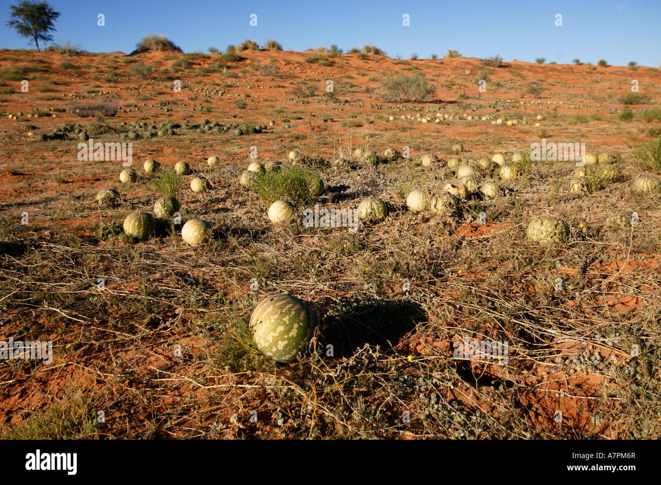 Tsama melons lying scattered on the ground after a good season in the Kalahari desert Stock Photo