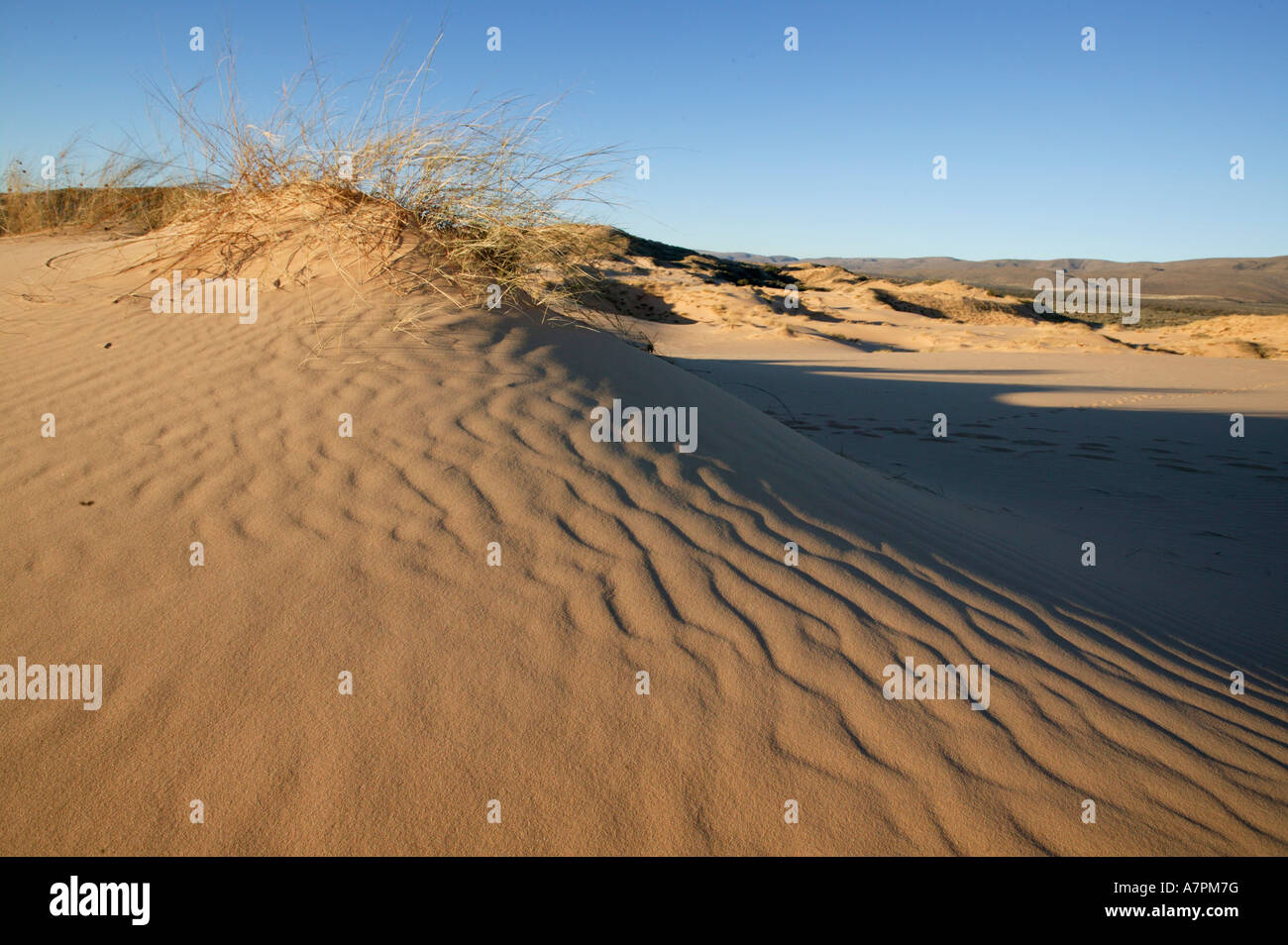 A sand dune in the Witsand nature reserve dune field Witsand Northern