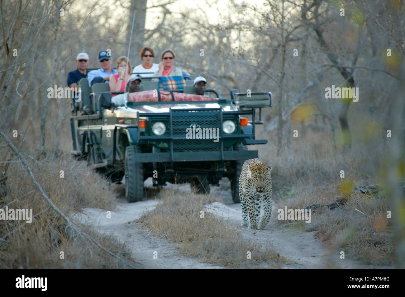Tourists on an open game drive vehicle follow a male leopard on a bushveld track Sabi Sand Game Reserve Mpumalanga Stock Photo