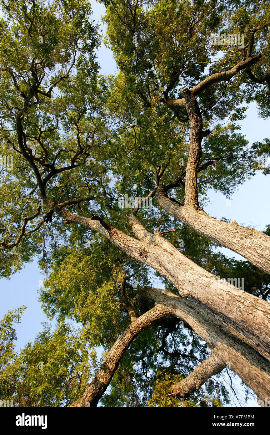 Jackalberry tree hi-res stock photography and images - Alamy