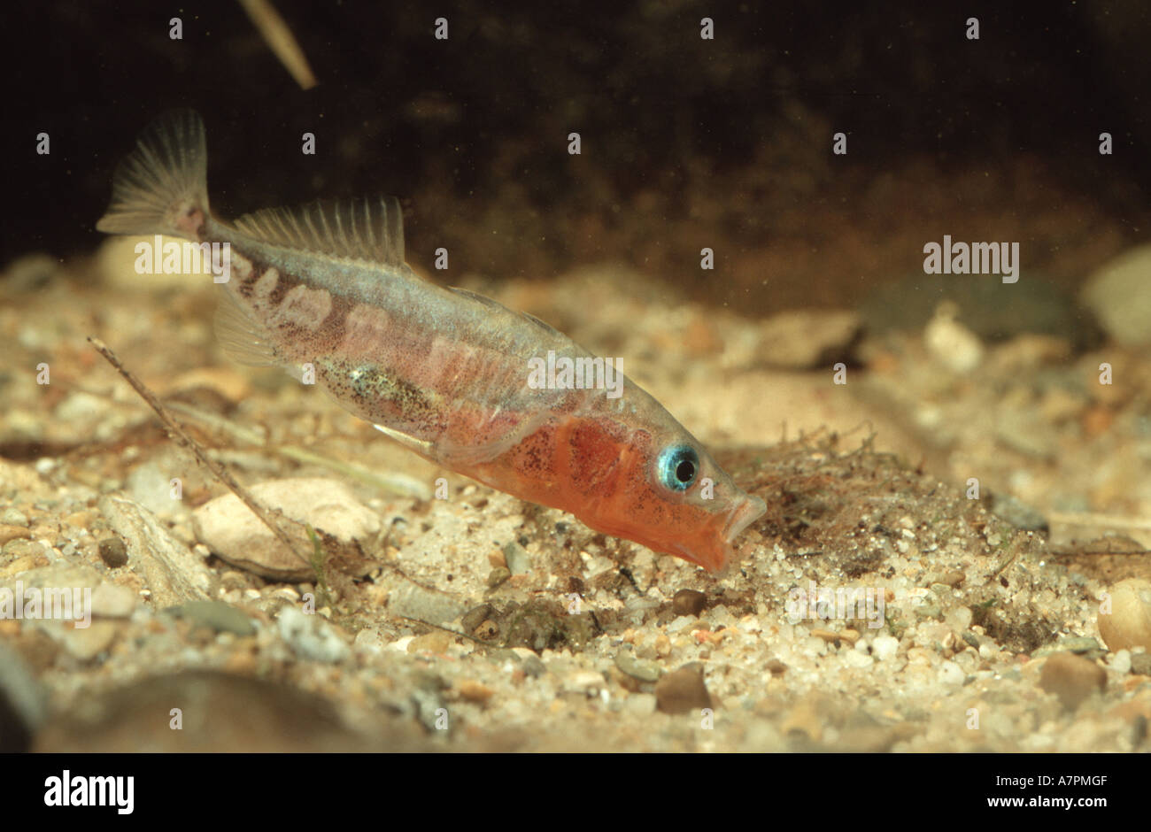 three-spined stickleback (Gasterosteus aculeatus), male during nest-building, Germany, Bavaria Stock Photo
