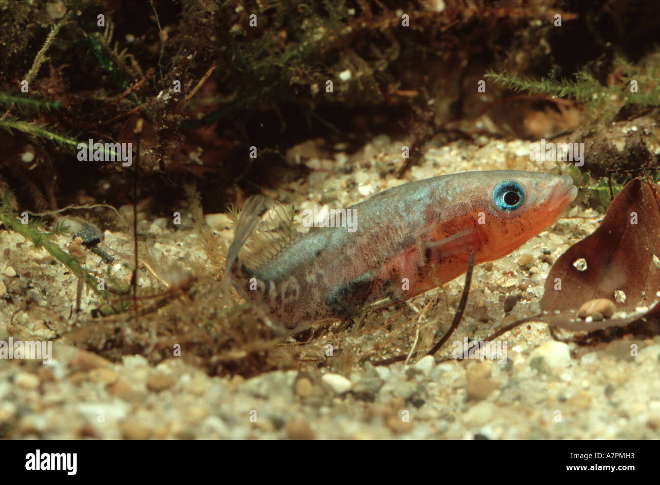 three-spined stickleback (Gasterosteus aculeatus), male during nest-building, Germany, Bavaria Stock Photo