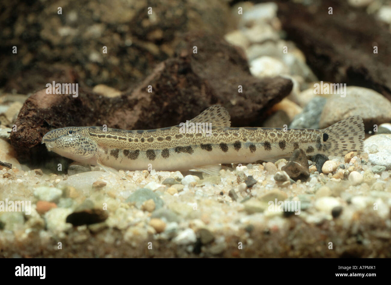 spined loach, spotted weatherfish (Cobitis taenia), lying on ground, Croatia Stock Photo