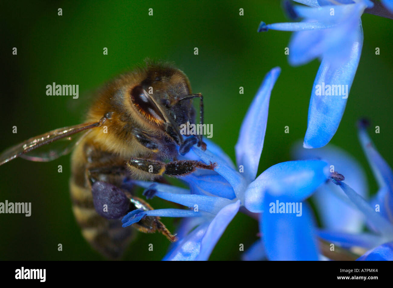 Bee pollinating a flower Stock Photo - Alamy