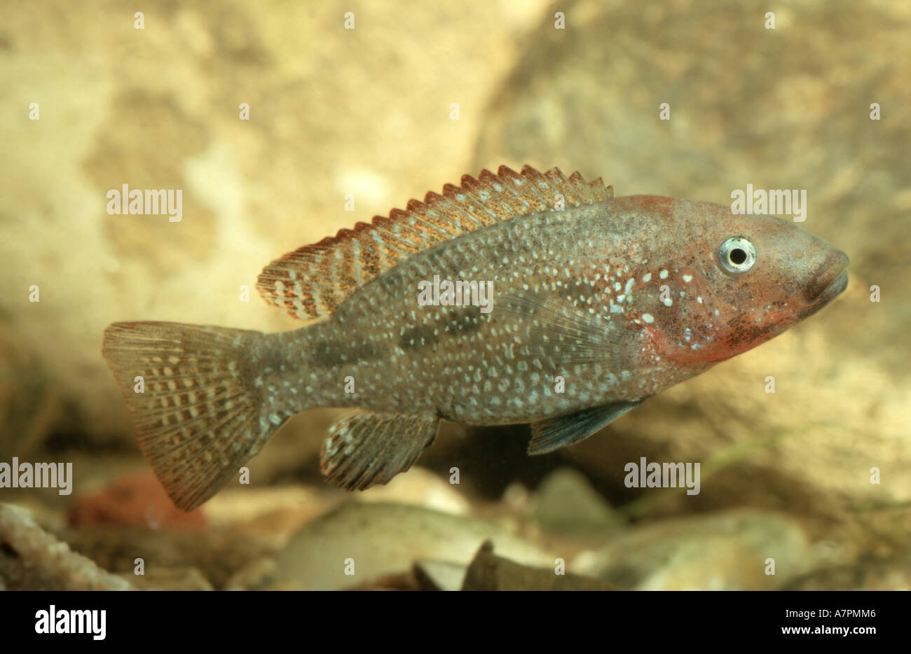 Iranocichla iranocichla hormuzensis hires stock photography and images