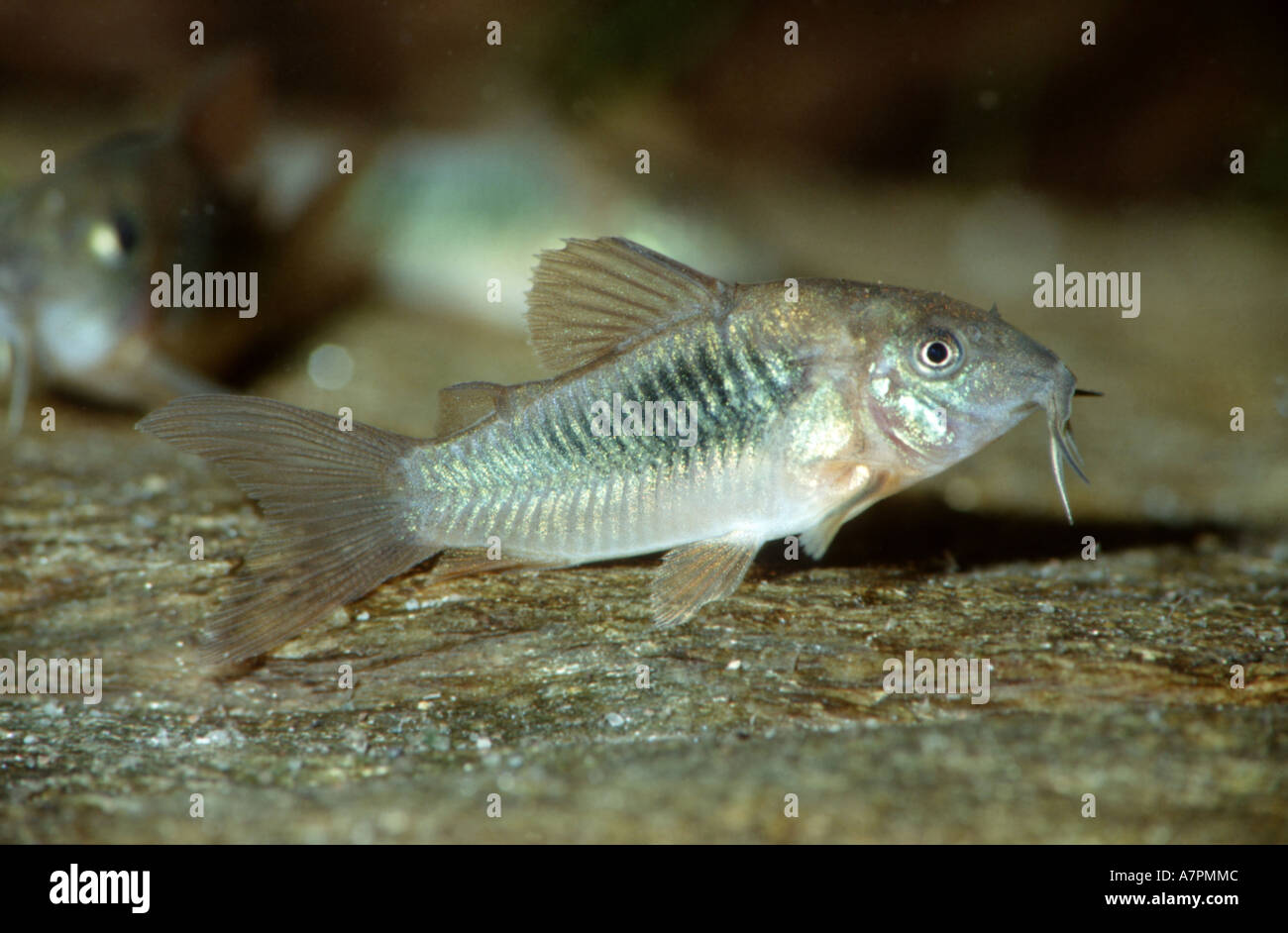 bronze corydoras, aeneus catfish (Corydoras aeneus), sitting on stone