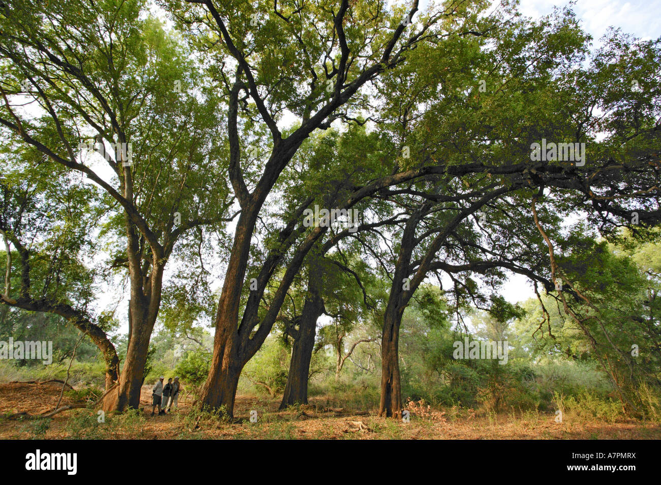 Hikers on a nature walk dwarfed by a stand of Nyala trees Xanthocercis zambesiaca on the banks of the Luvuvhu river Stock Photo