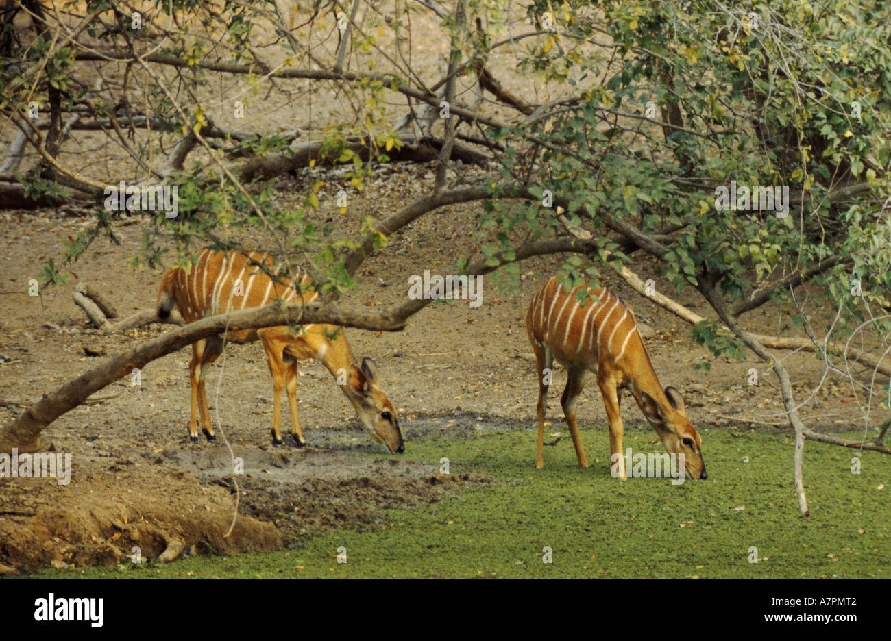 nyala (Tragelaphus angasi), two females, drinking at waterhole Stock Photo