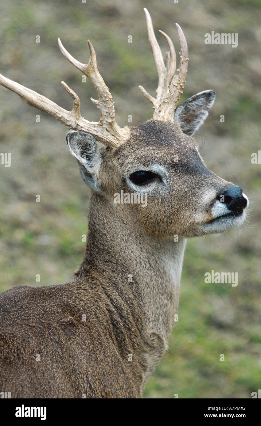 pampas deer (Ozotoceros bezoarticus, Odocoileus bezoarticus), portrait, lateral Stock Photo