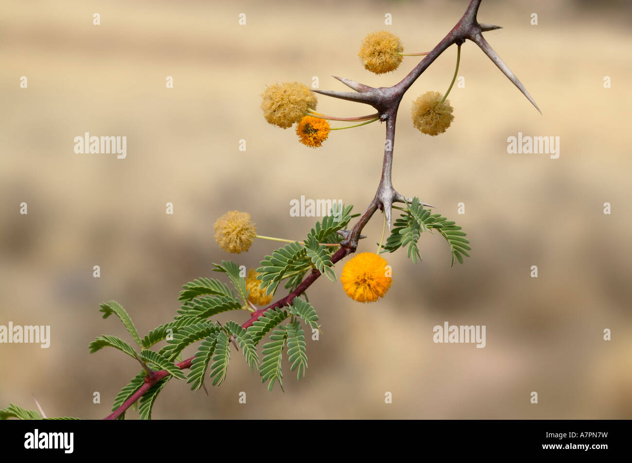 Camel thorn with flowers Acacia erioloba Kgalagadi Transfrontier Park ...