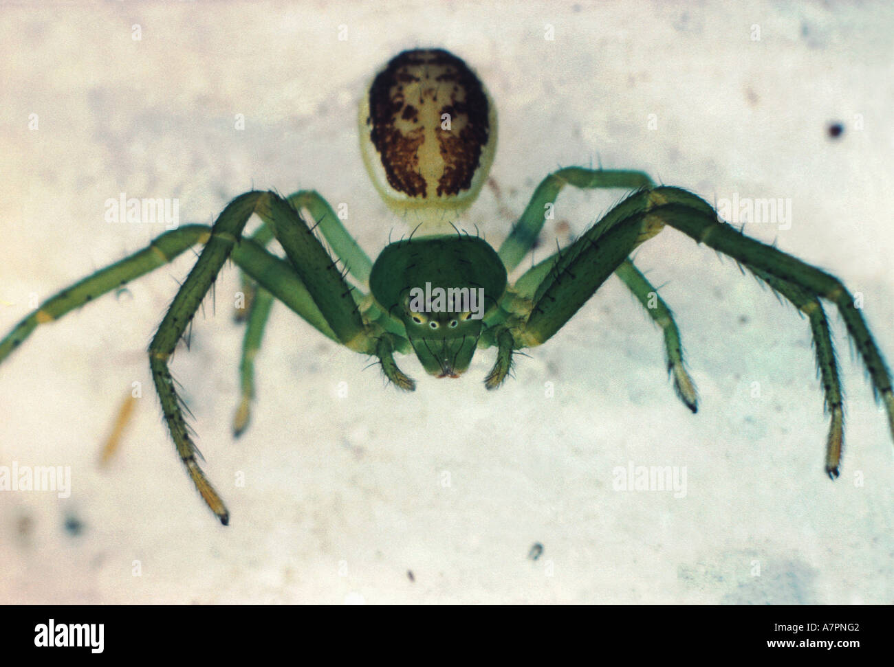 green crab spider (Diaea dorsata), portrait, frontal Stock Photo