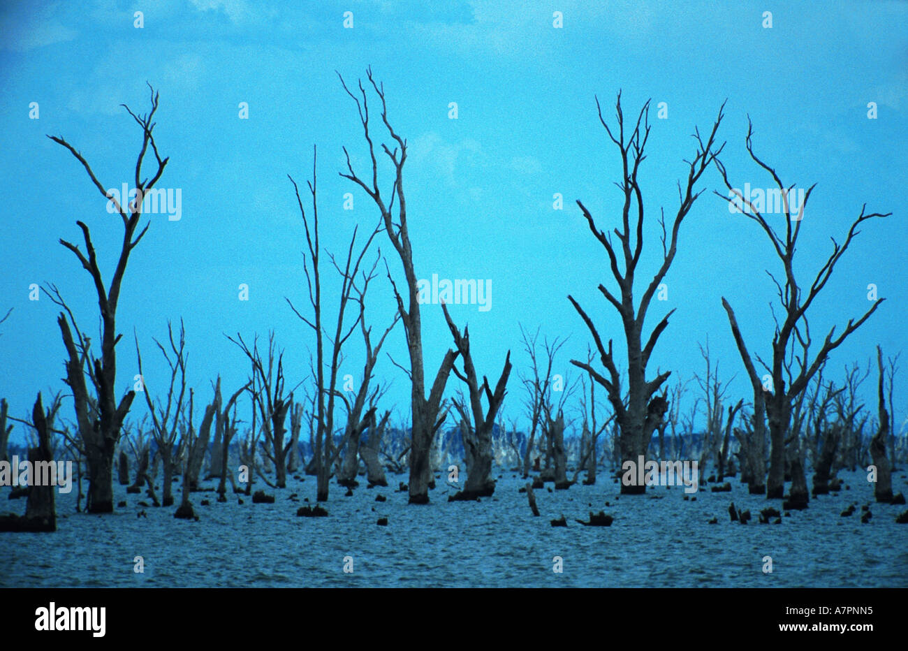 eucalyptus (Eucalyptus spec.), death eucalyptus trees in water