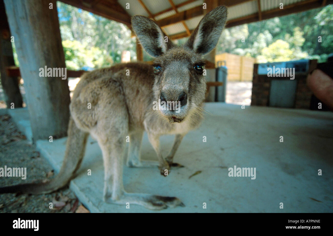 Kangaroo Island kangaroo (Macropus fuliginosus fuliginosus), eye