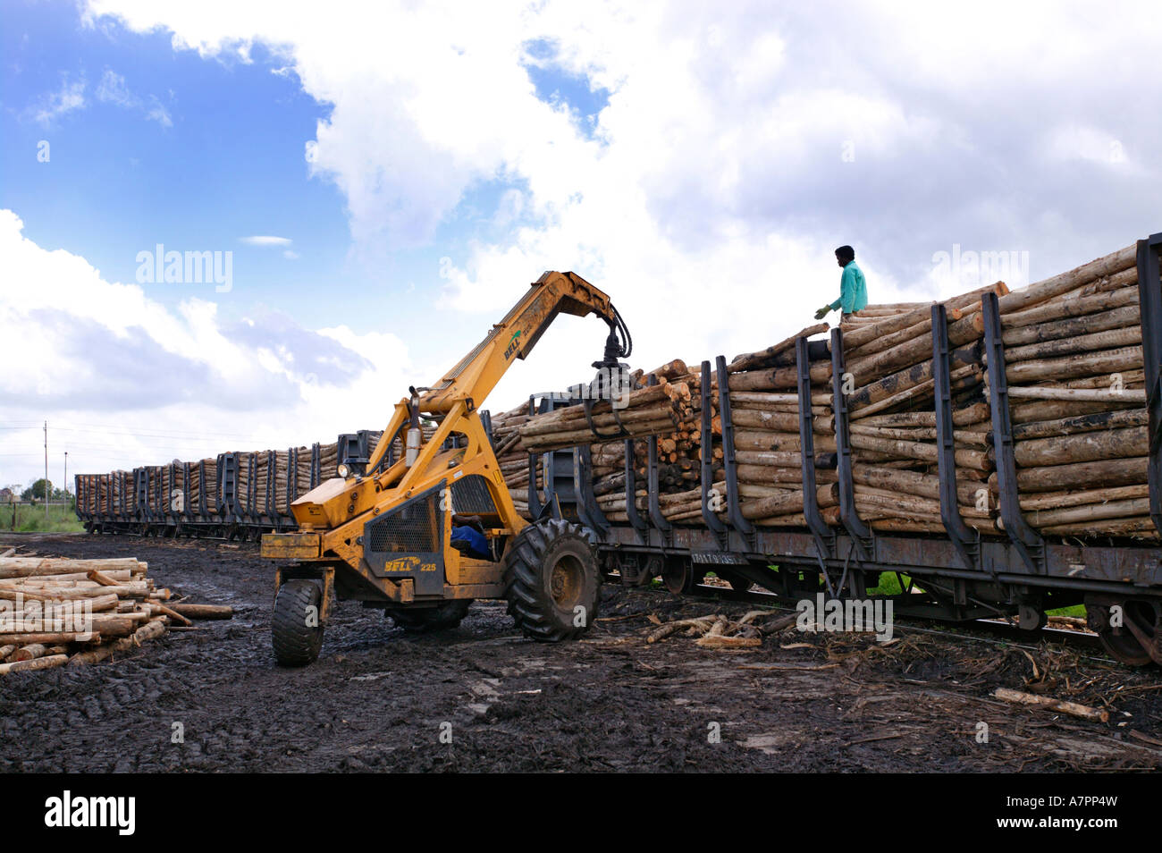 Logs being loaded onto a train to be transported to a processing plant Graskop Mpumalanga South Africa Stock Photo