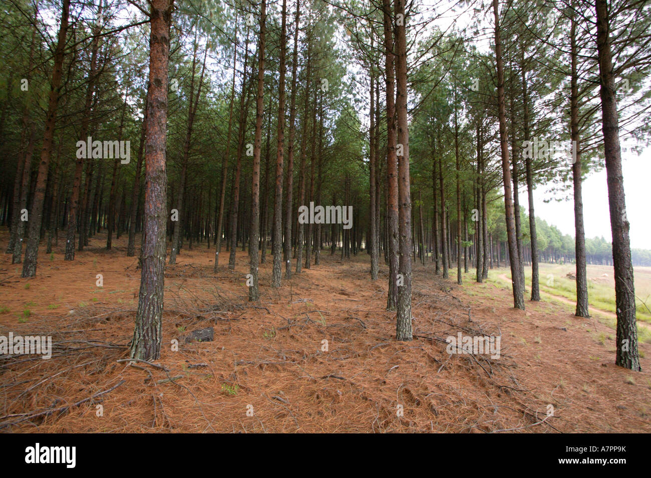 A pine forest plantation Between Belfast and Dullstroom Mpumalanga ...