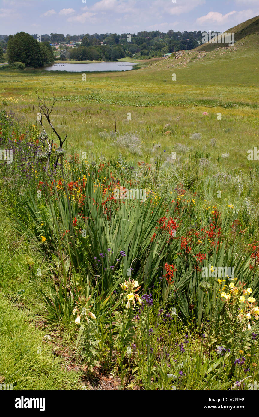 Hillside of wildflowers hi-res stock photography and images - Alamy