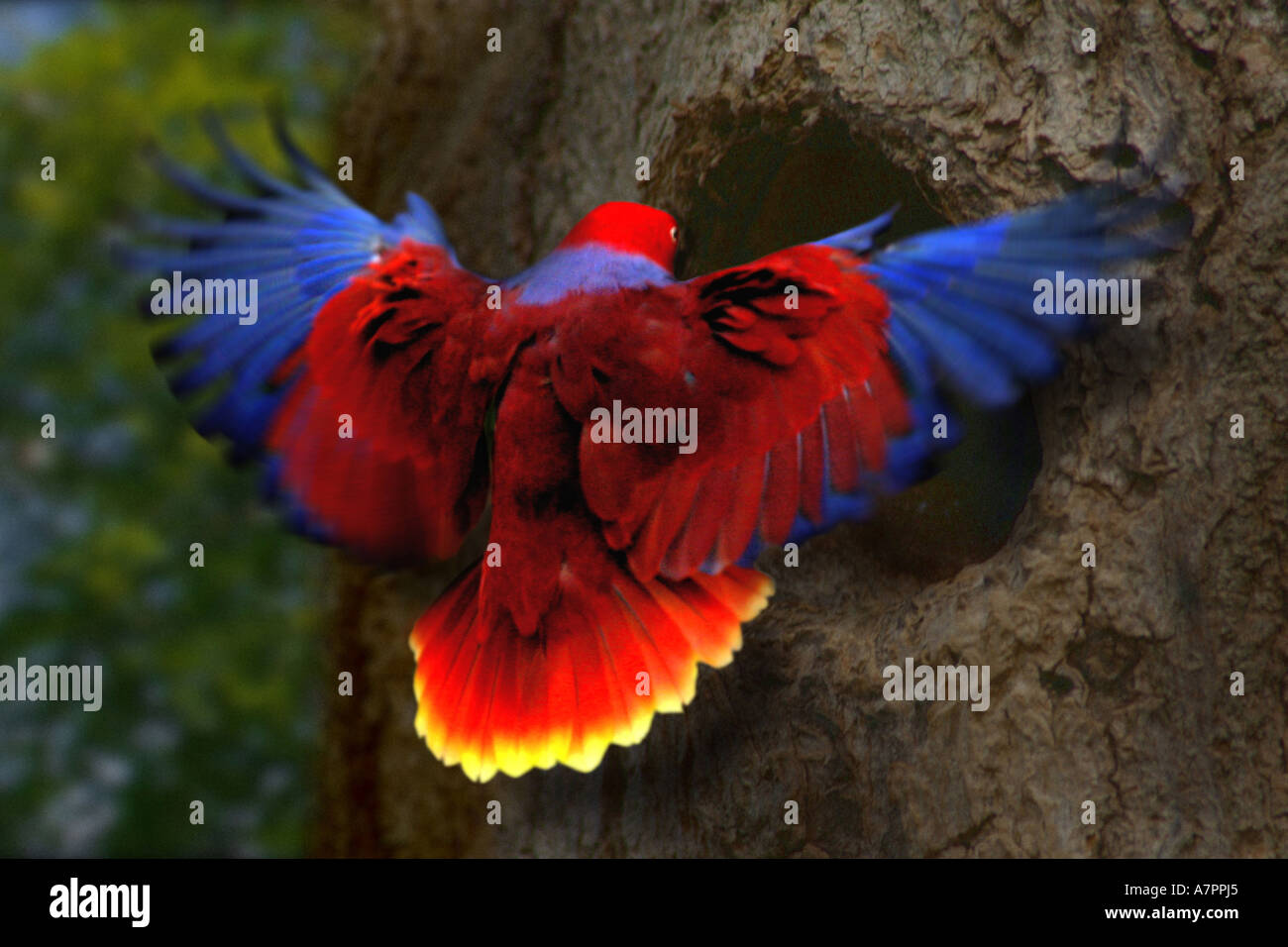 eclectus parrot (Eclectus roratus), approach to breeding cave Stock
