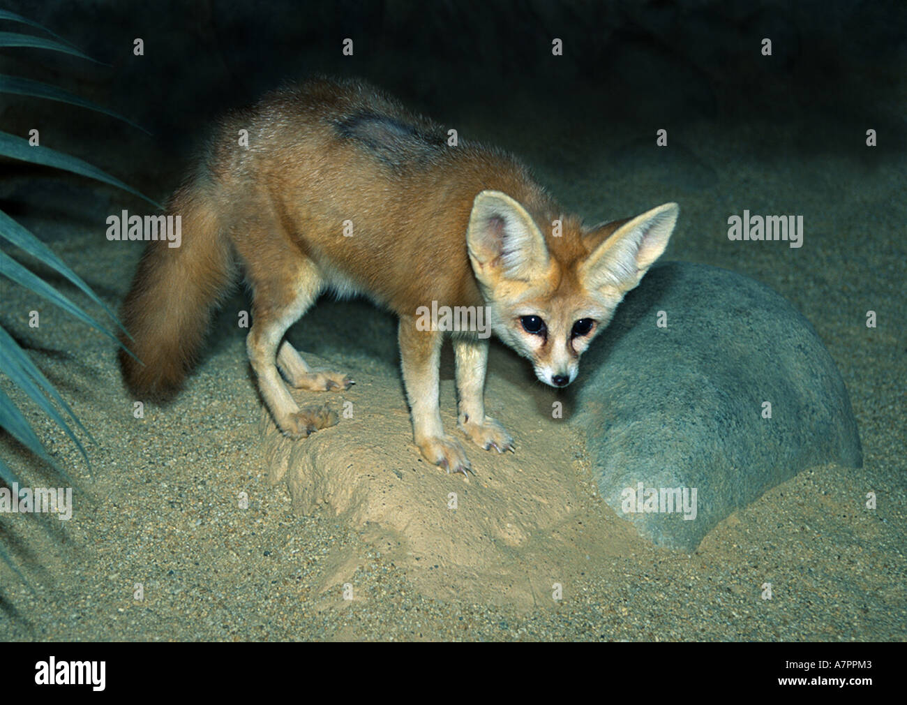 Very fox. Фенек. Фенек животное. Зверек похожий на лису. Фенек фото.