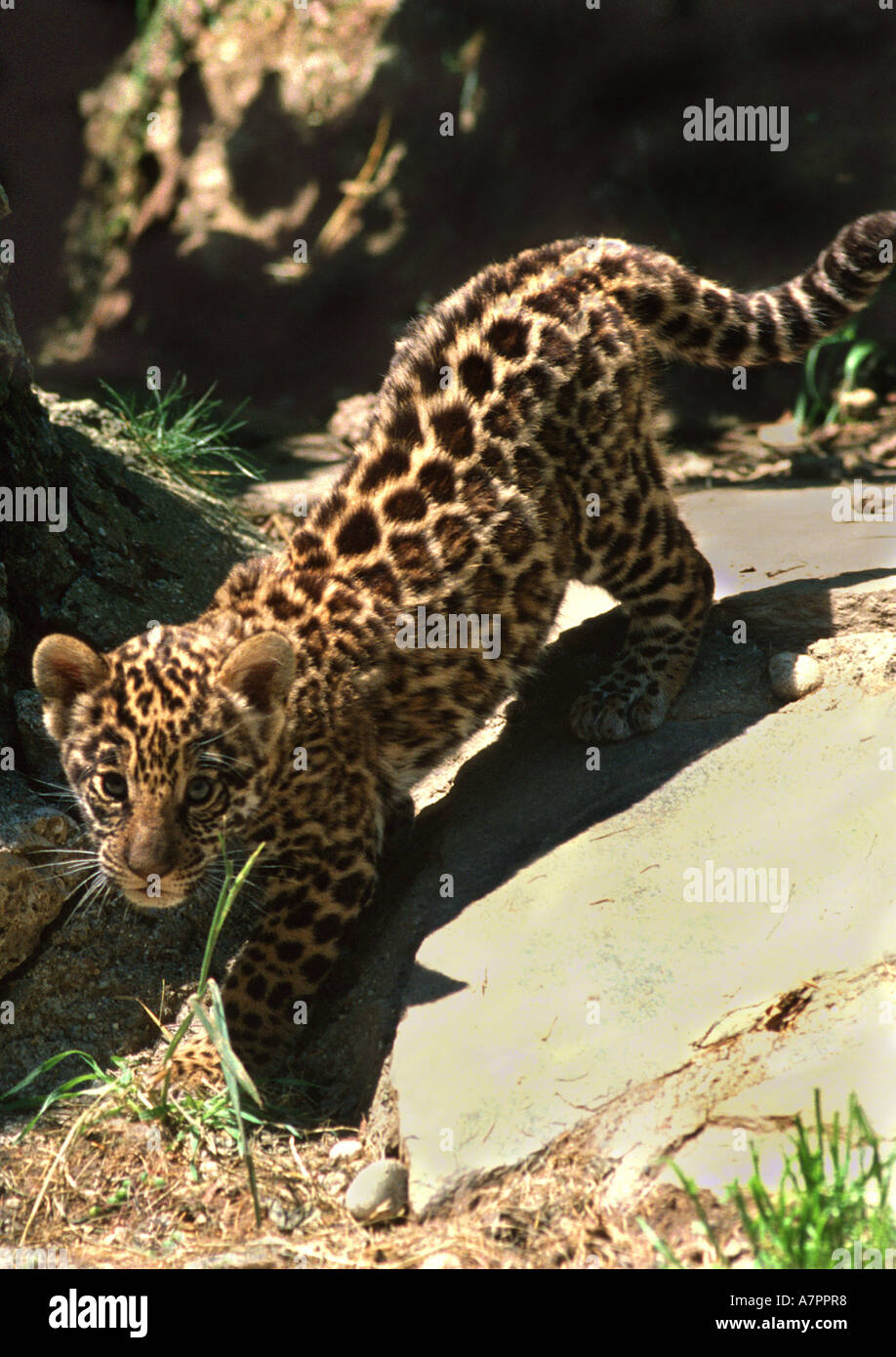jaguar (Panthera onca), cub, top view Stock Photo - Alamy