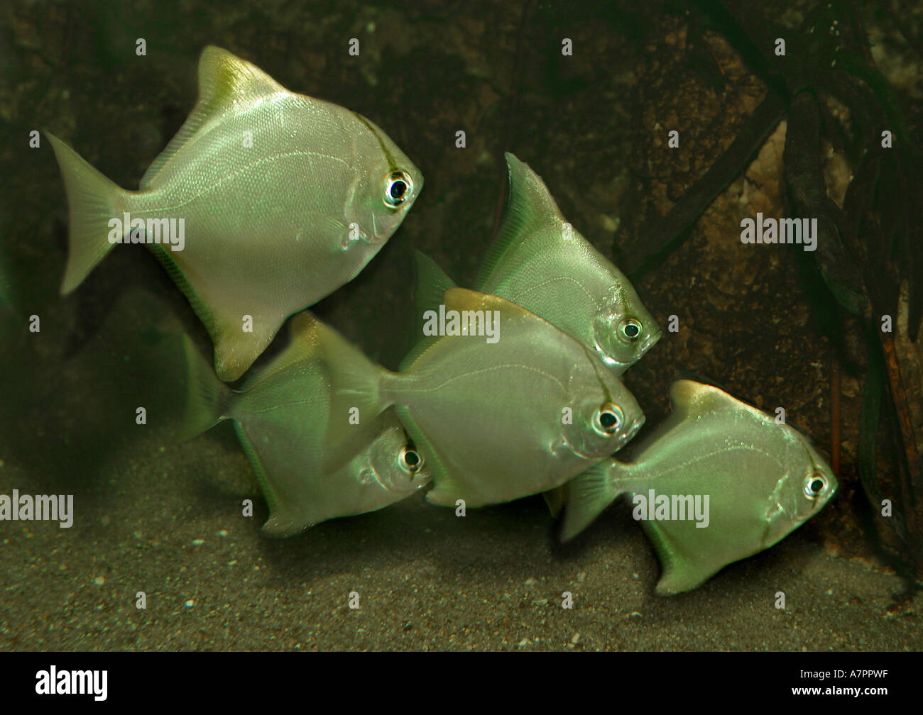 silver mono, moonfish, diamondfish, fingerfish, kilefish, butter-bream, silver moony (Monodactylus argenteus), shoal Stock Photo