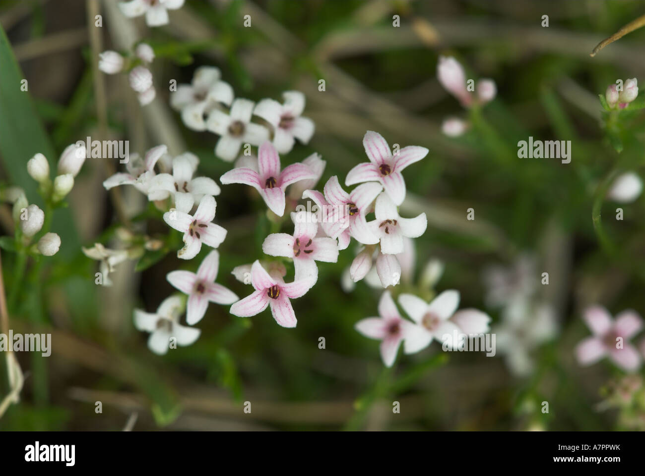Squinancywort in Grassland Plants Stock Photo