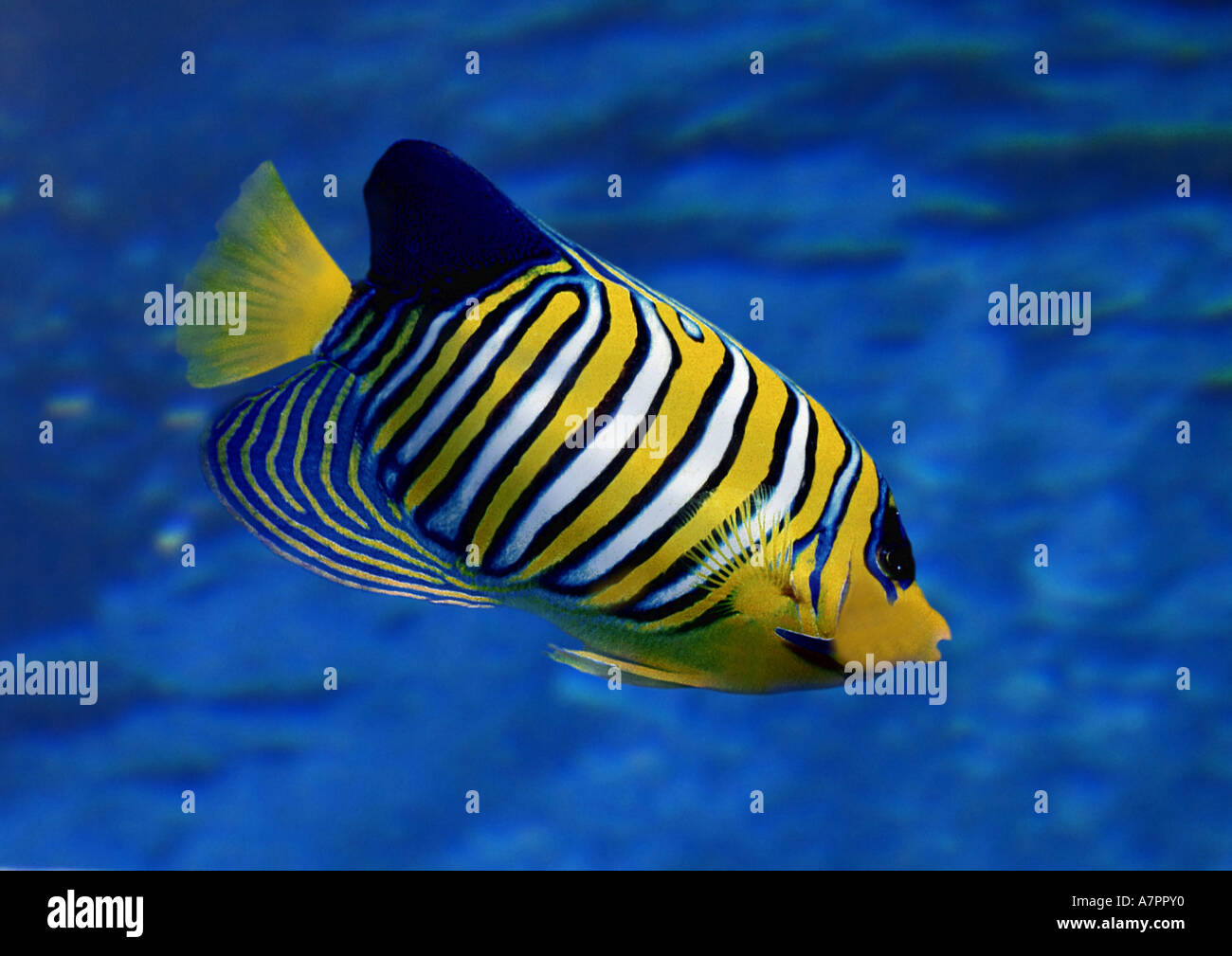 Royal Angelfish Blue banded Angelfish Regal Angelfish Pygoplites royal-angelfish-blue-banded-angelfish-regal-angelfish-pygoplites