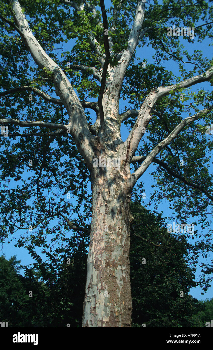 London plane, London planetree (Platanus acerifolia), view into tree top Stock Photo