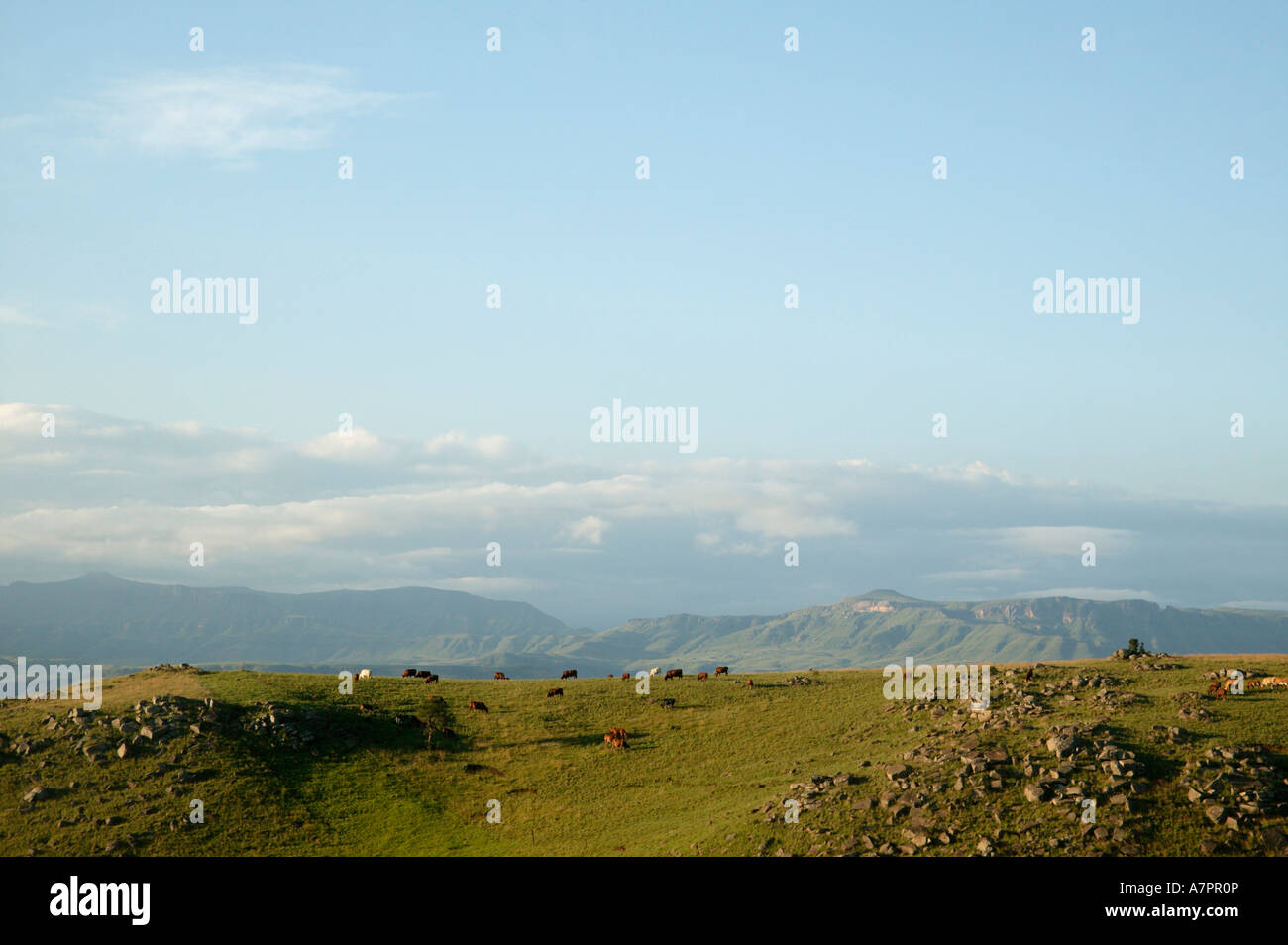 Scenic landscape with cows grazing on the ridge of a hill and mountains ...