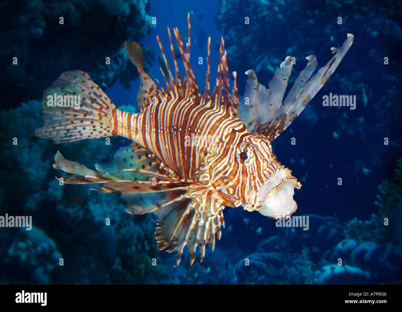 red firefish, lionfish, devil firefish, fireworkfish, red lionfish (Pterois volitans), lateral Stock Photo