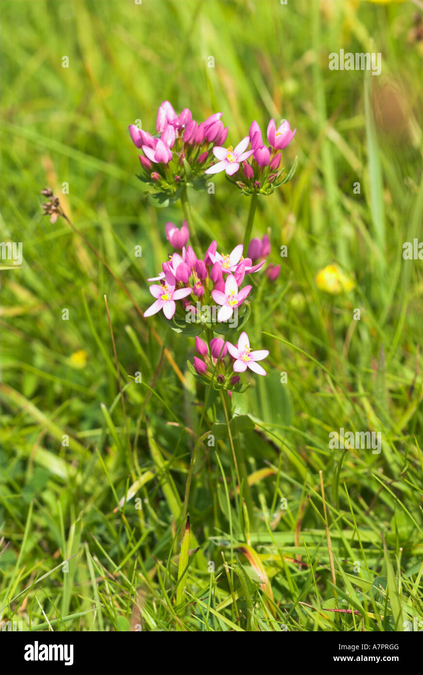 Common Centaury in Grassland Flower Stock Photo