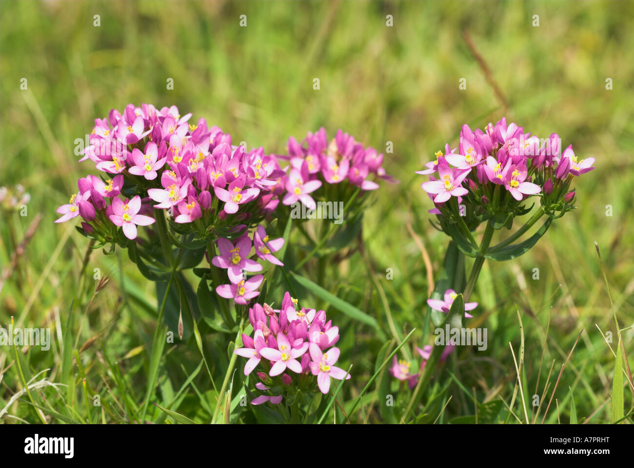 Common Centaury in Grassland Flower Stock Photo