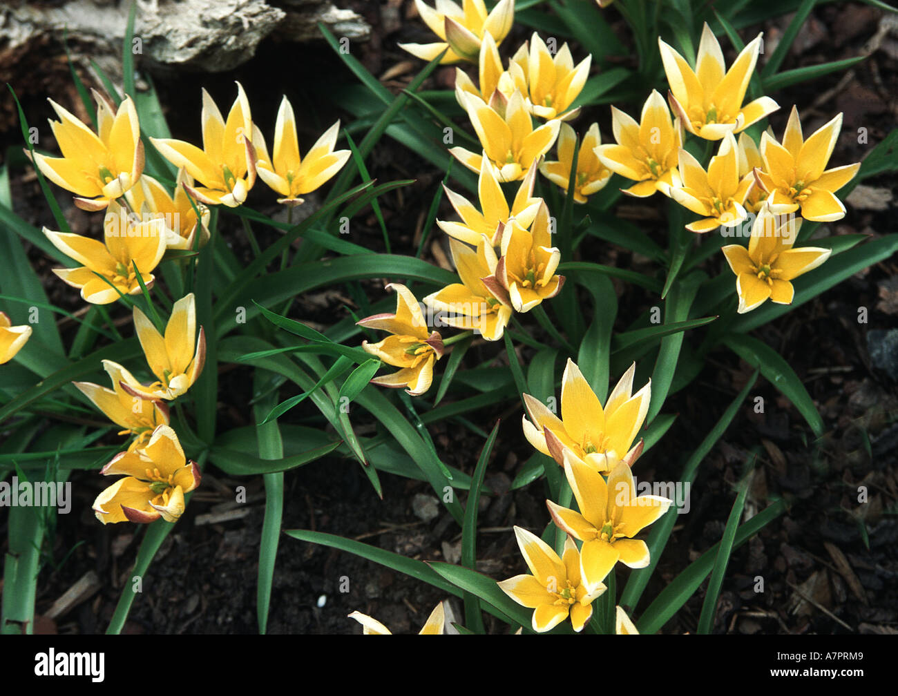 Dasystemon Tulip (Tulipa tarda), flourishing plants Stock Photo