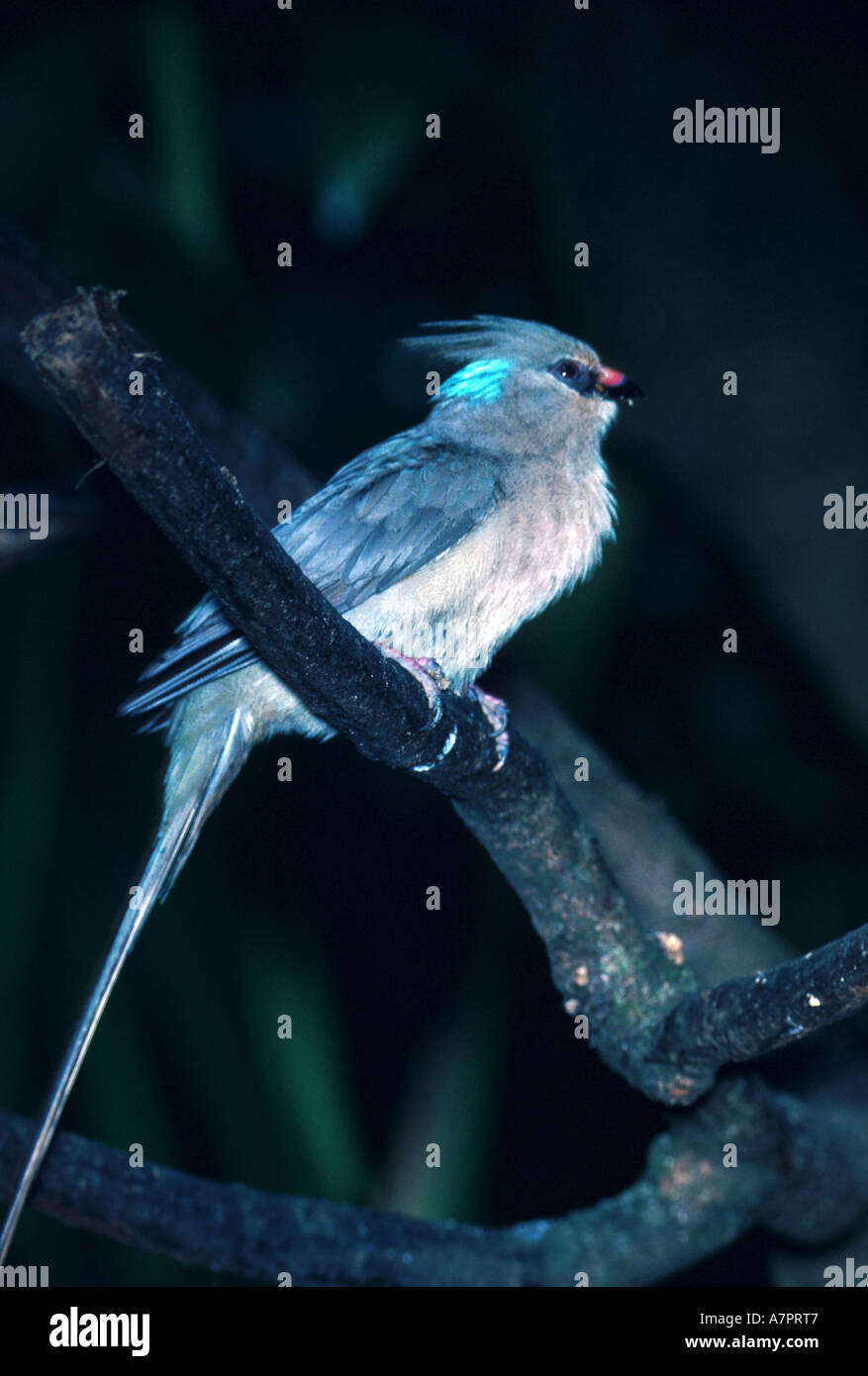 blue-naped mousebird (Urocolius macrourus), sitting on a branch Stock Photo